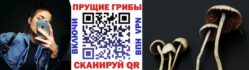 Псилоцибиновые грибы прущие грибы  магазин продажи наркотиков  Зеленогорск 